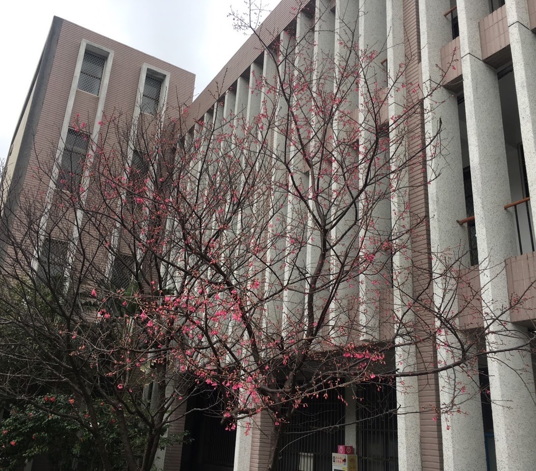 勤學樓外櫻花樹